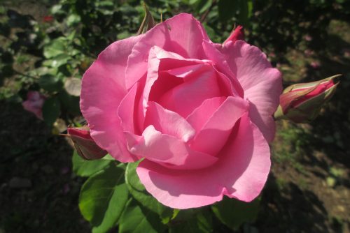 Rosa The McCartney Rose