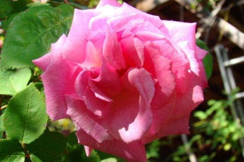 Rosa Zephirine Drouhin