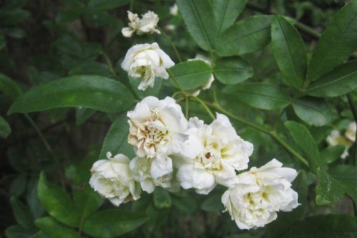 Rosa banksiae Alba Plena