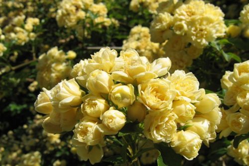 Rosa banksiae Lutea