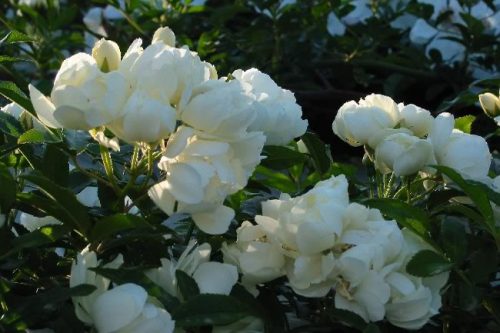 Rosa banksiae Purezza