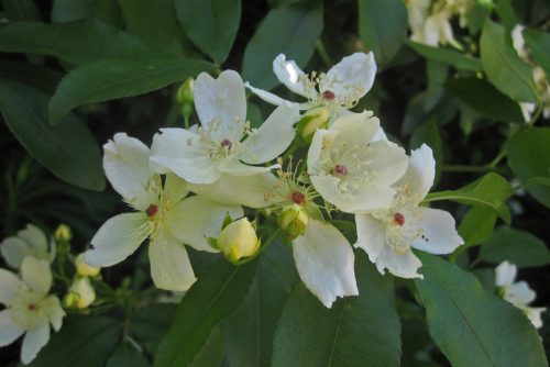 Rosa banksiae var. normalis