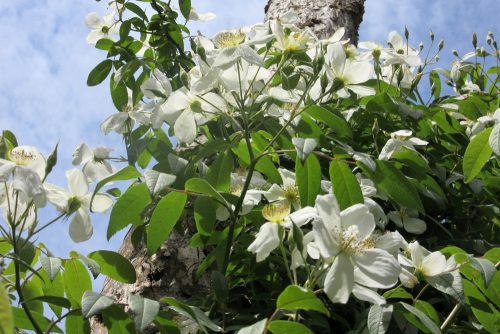 Rosa brunonii La Mortola