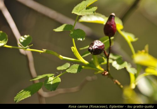 Rosa canina
