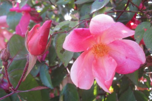 Rosa chinensis Mutabilis