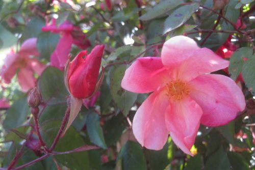 Rosa chinensis f. mutabilis