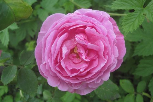 Rosa damascena
