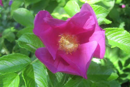 Rosa rugosa