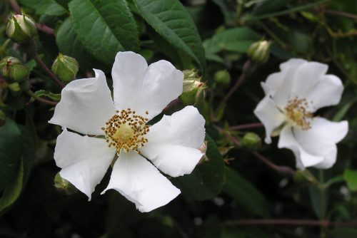 Rosa sempervirens