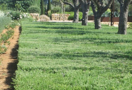 Rosmarinus officinalis