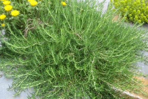 Rosmarinus officinalis Montagnette