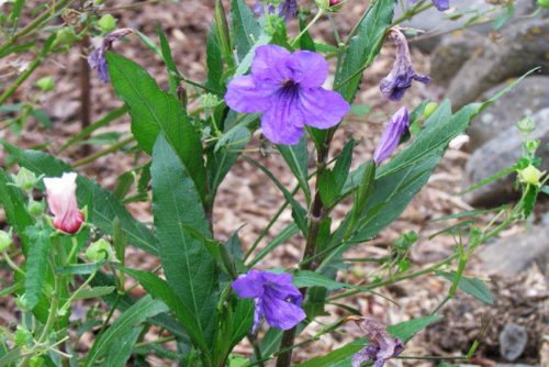 Ruellia simplex
