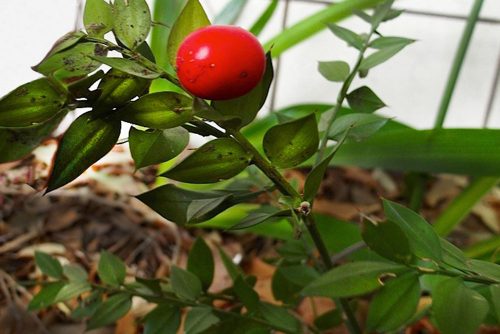 Ruscus aculeatus