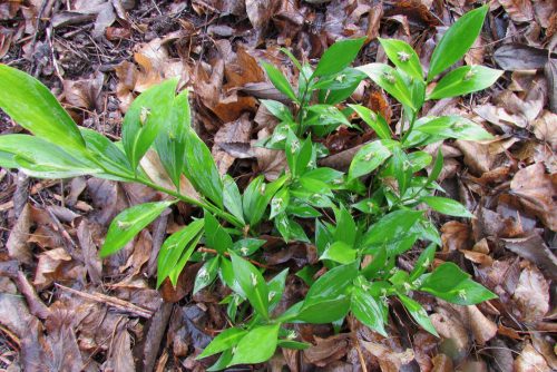 Ruscus hypoglossum