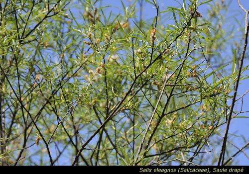 Salix eleagnos