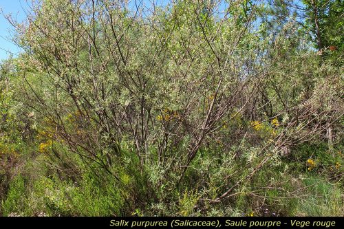 Salix purpurea