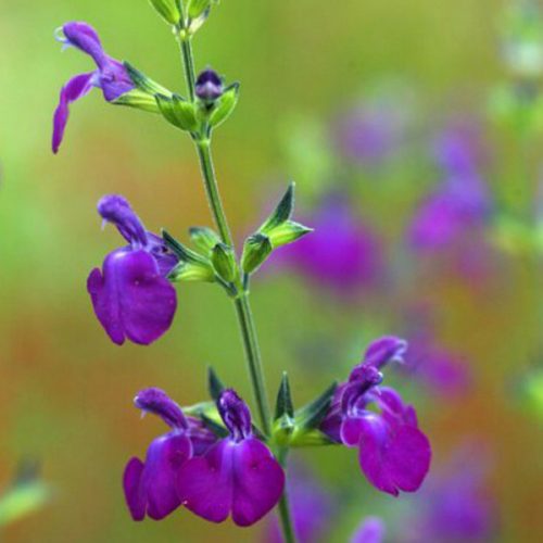 Salvia Christine Yeo