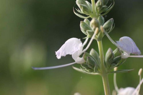 Salvia apiana