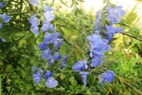 Salvia azurea