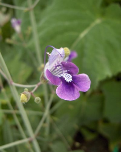 Salvia candelabrum