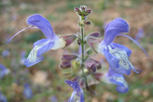 Salvia forsskaolei