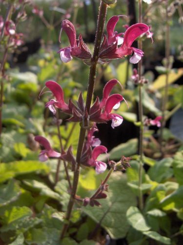 Salvia hierosolymitana