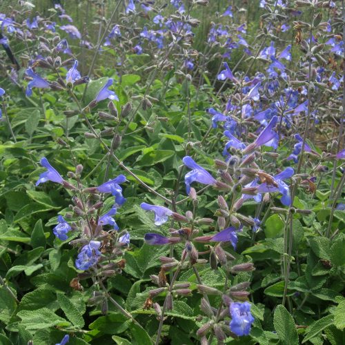 Salvia interrupta