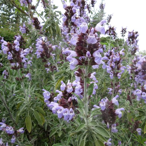 Salvia officinalis
