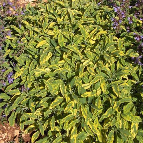 Salvia officinalis Icterina
