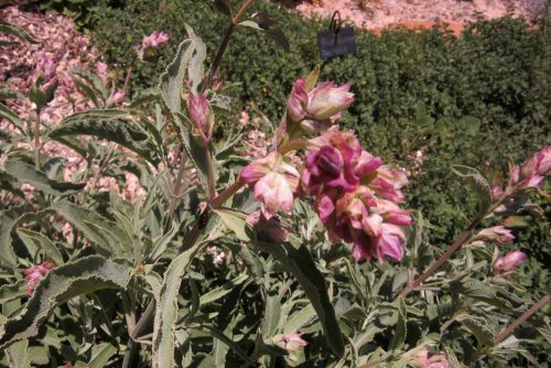 Salvia pomifera