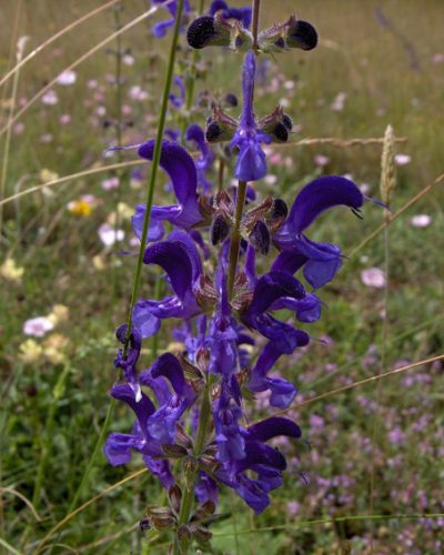 Salvia pratensis