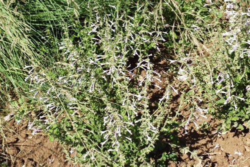 Salvia scabra