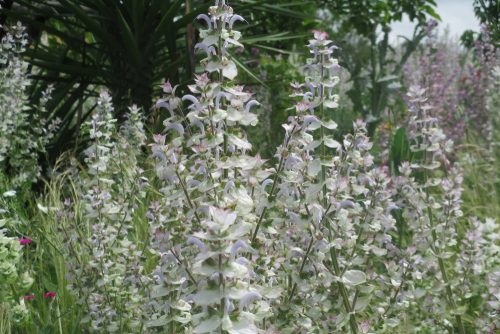 Salvia sclarea