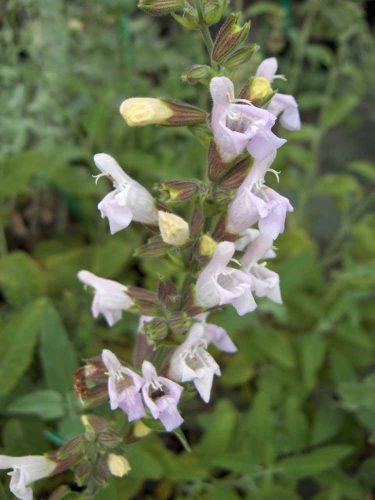 Salvia tomentosa