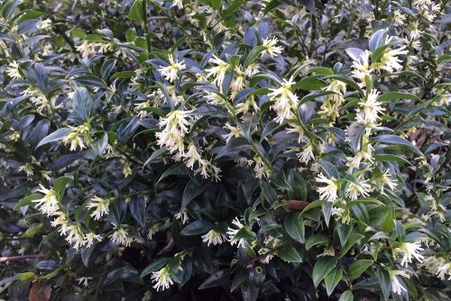 Sarcococca confusa