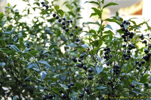 Sarcococca hookeriana var. humilis