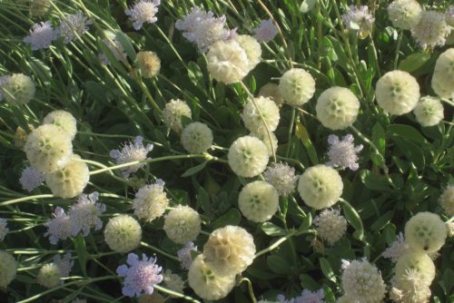 Scabiosa minoana
