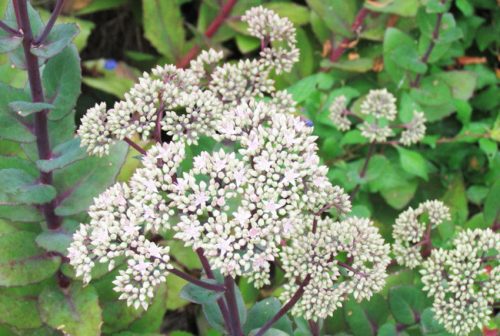 Sedum Matrona