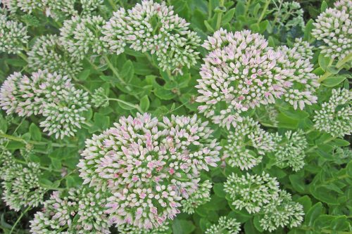 Sedum spectabile