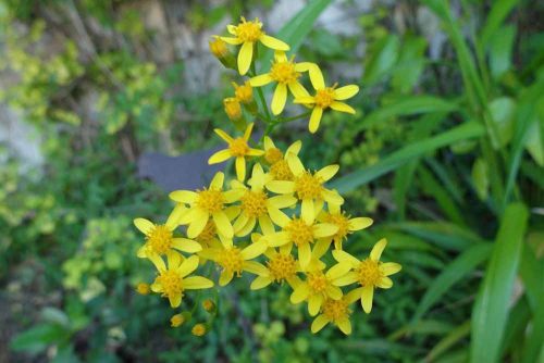 Senecio linifolius