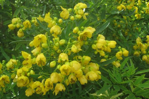 Senna corymbosa