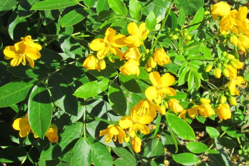Senna floribunda