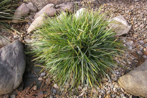 Sesleria caerulea