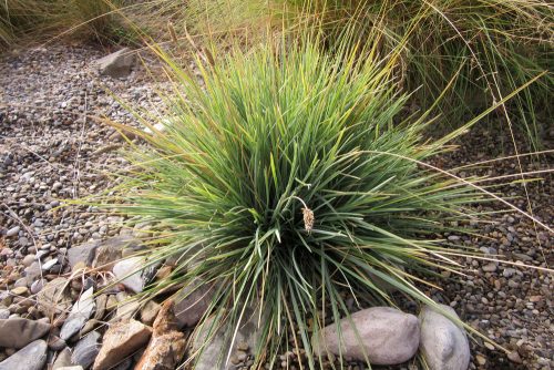 Sesleria nitida