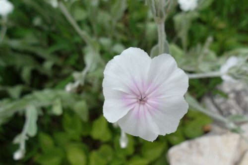 Silene coronaria Alba