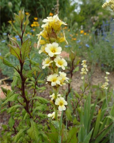 Sisyrinchium striatum