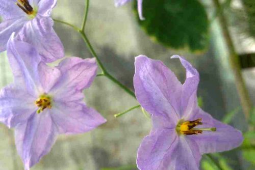 Solanum amygdalifolium