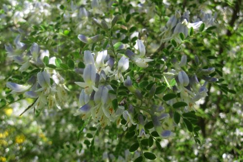 Sophora davidii