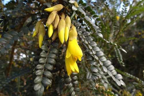 Sophora macrocarpa