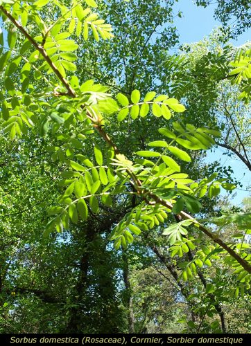 Sorbus domestica
